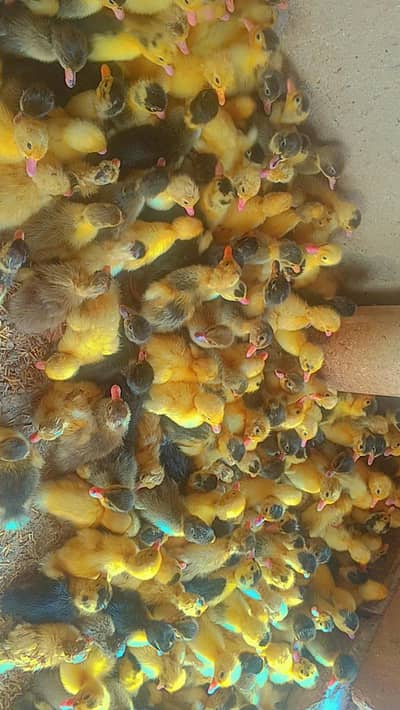 Duck chicks available