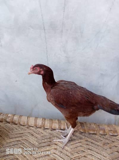 aseel