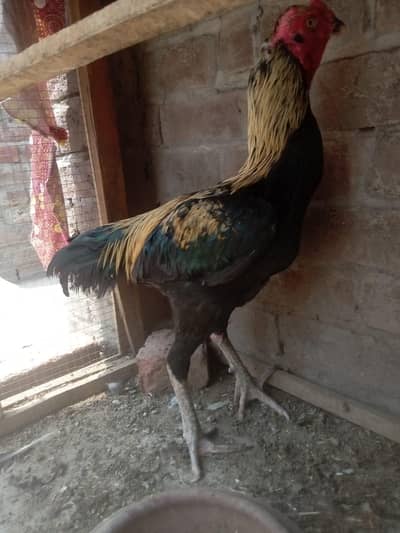 pure aseel patha for sale in Lahore urgent sale