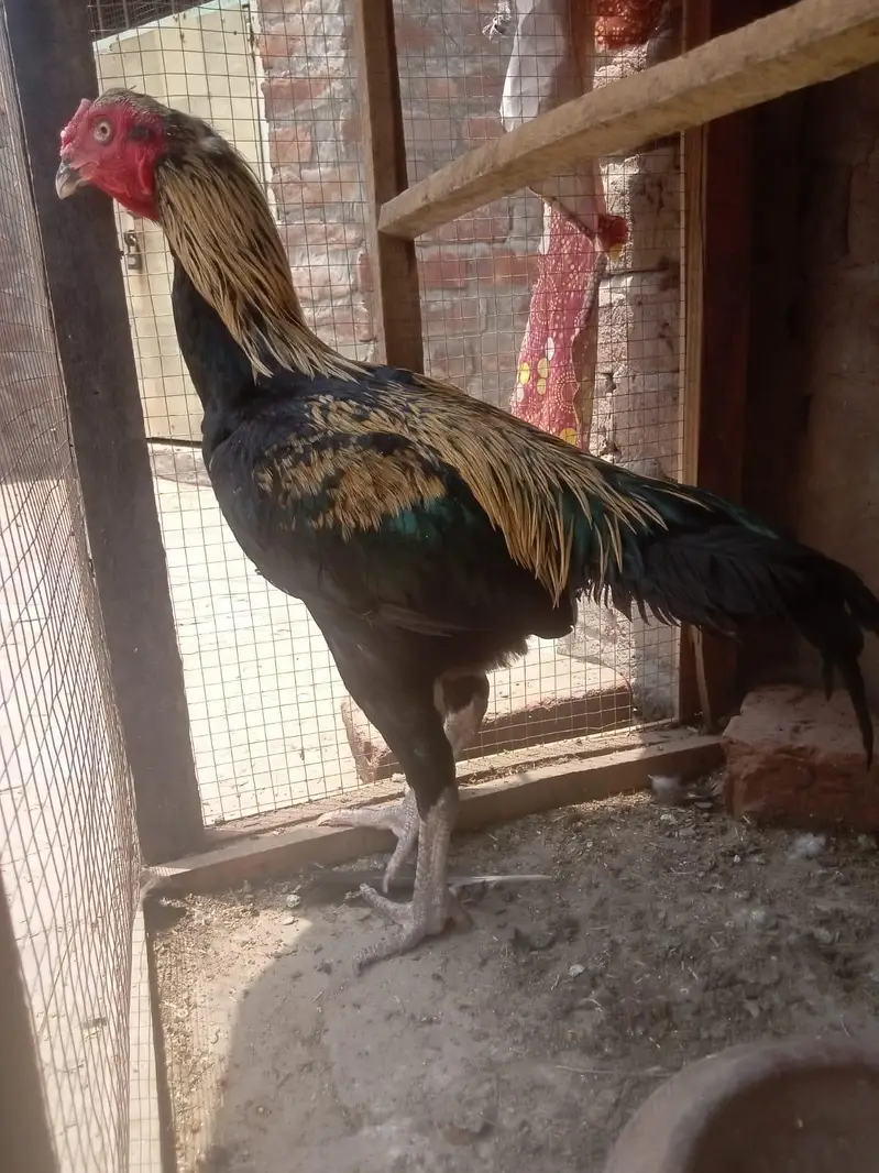 pure aseel patha for sale in Lahore urgent sale — photo 2