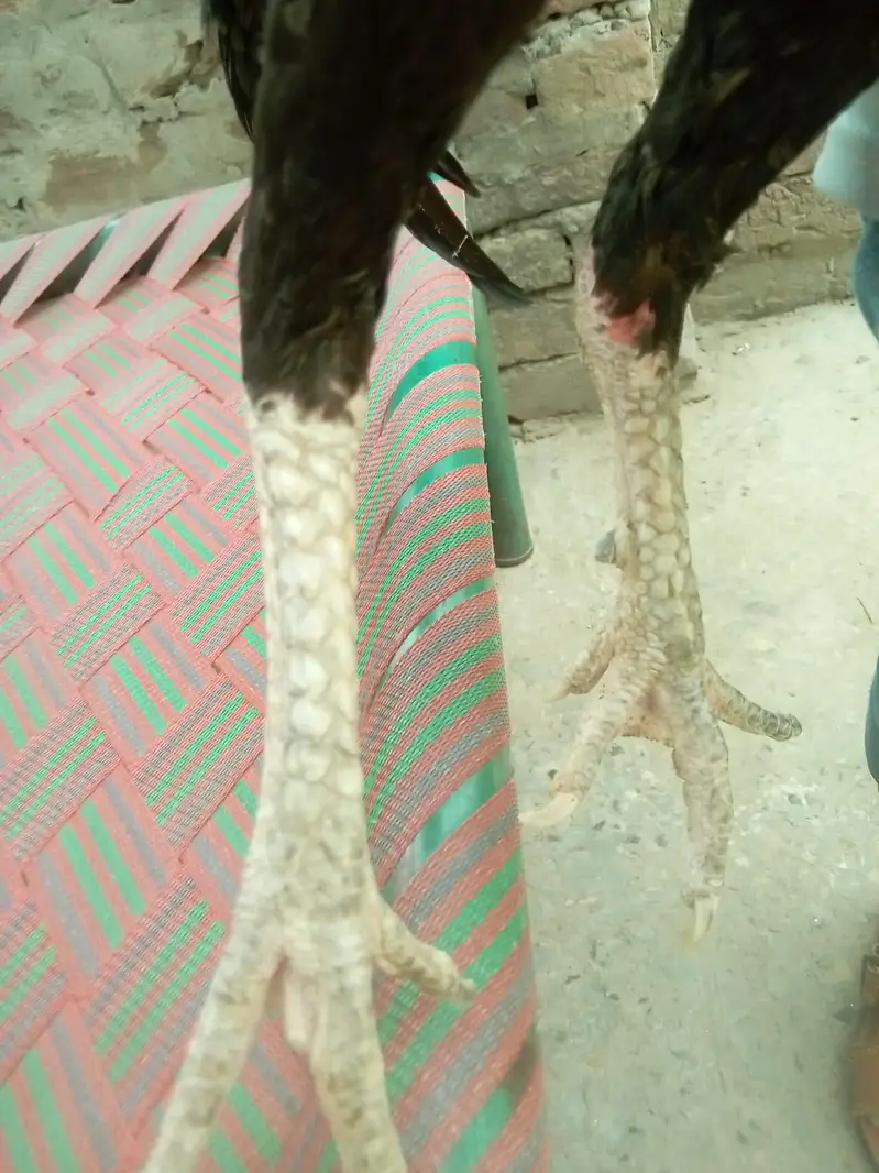 pure aseel patha for sale in Lahore urgent sale — photo 3