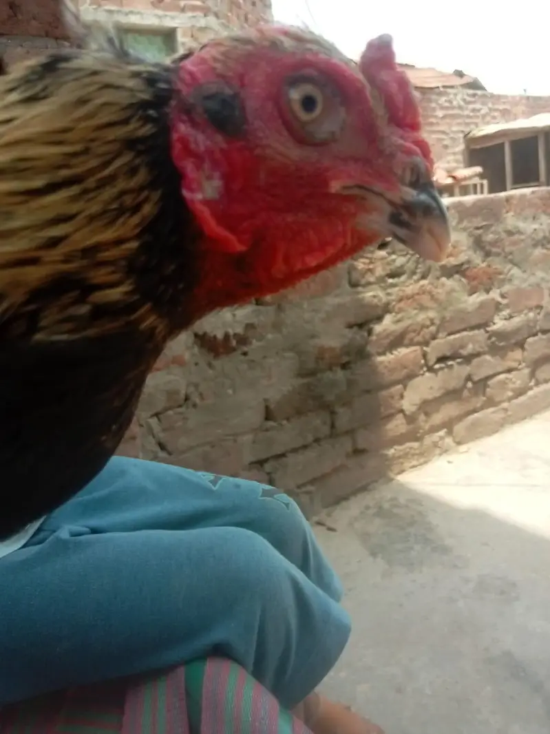 pure aseel patha for sale in Lahore urgent sale — photo 4