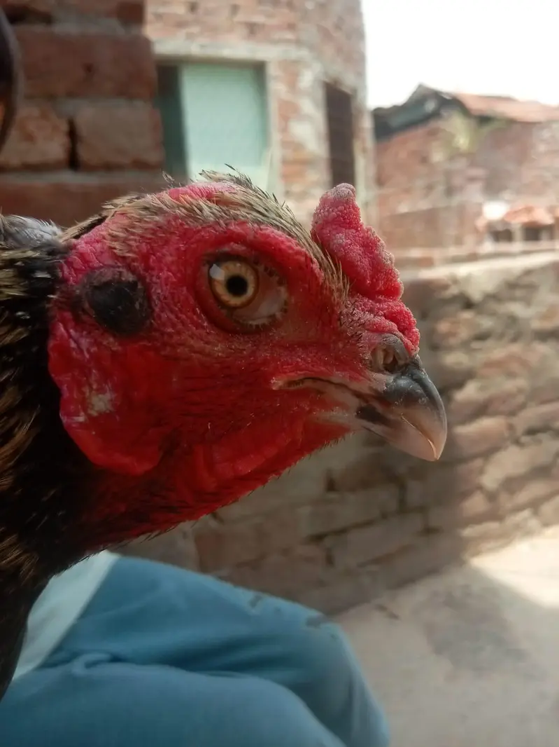 pure aseel patha for sale in Lahore urgent sale — photo 5