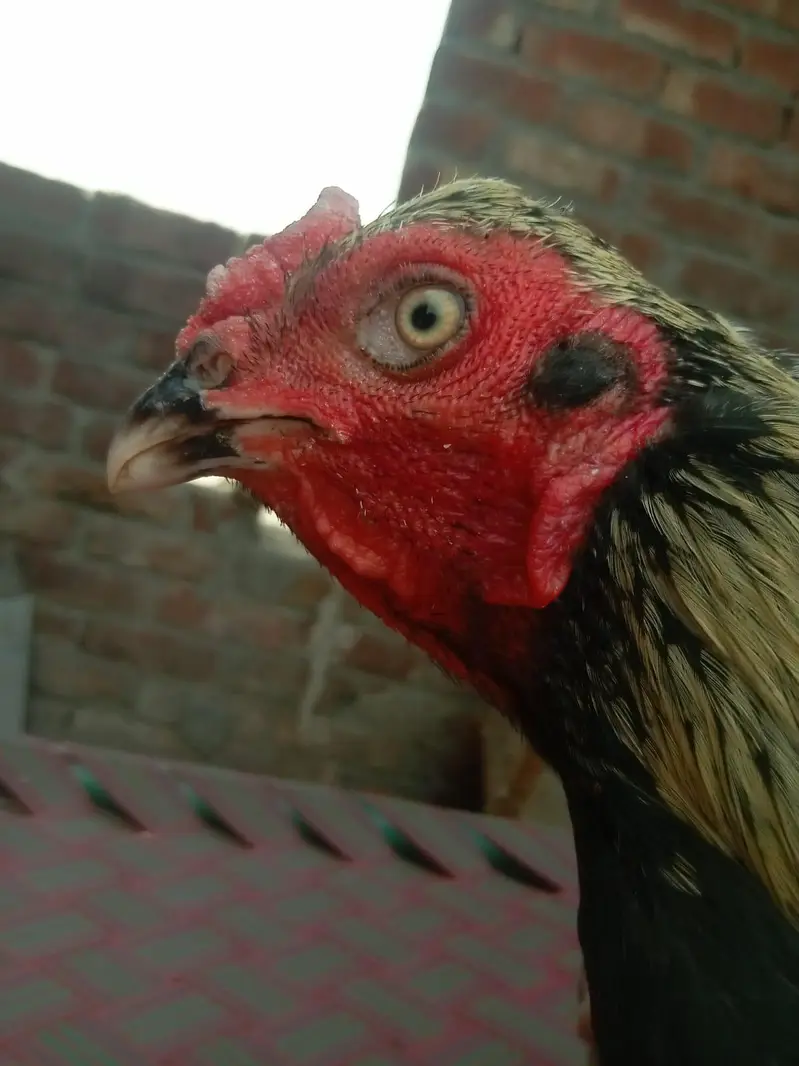 pure aseel patha for sale in Lahore urgent sale — photo 6