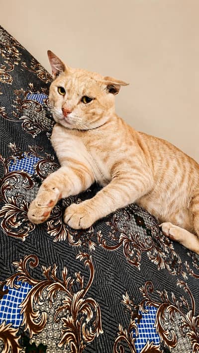 “Beautiful Cream Color Cat – Healthy & Cute”