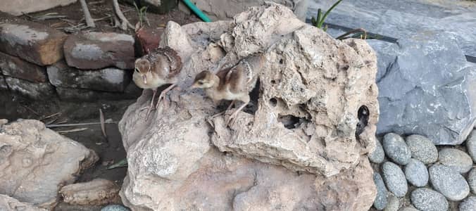 chicks blue shoulder