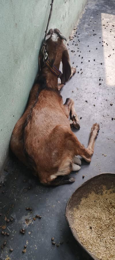 Desi Bakra