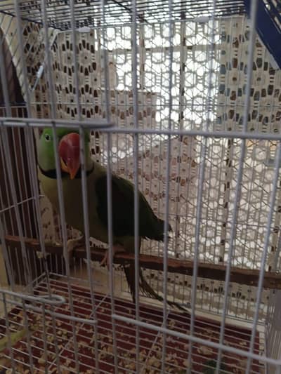 Hand Tamed Healthy Raw Parrot for Sale with Cage.