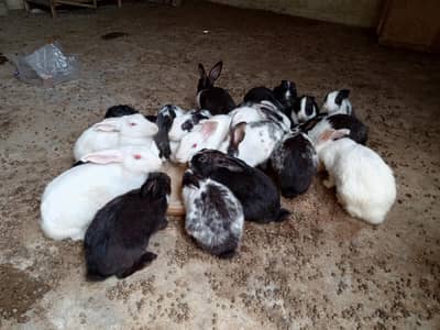 Rabbits for sale