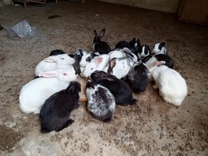Rabbits for sale