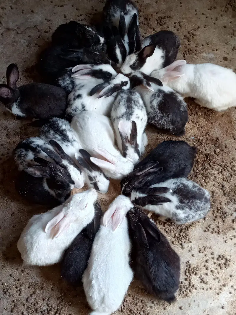 Rabbits for sale — photo 2