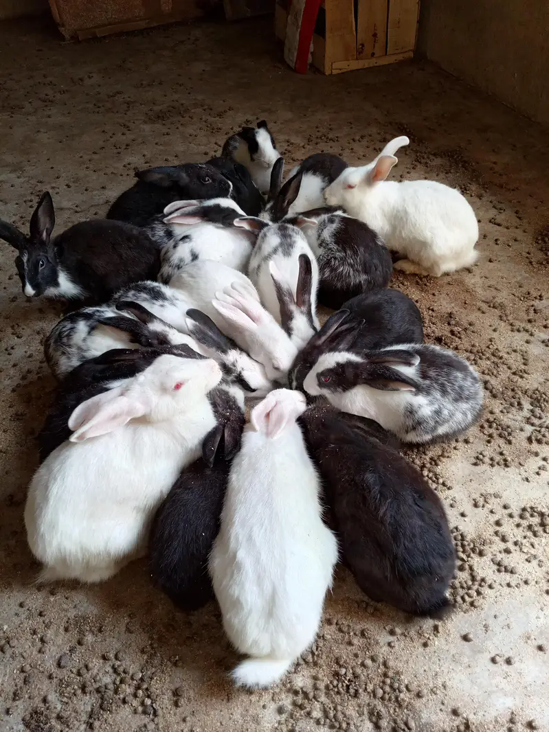 Rabbits for sale — photo 3