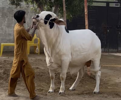 Kheera Bachra Available for Sale
