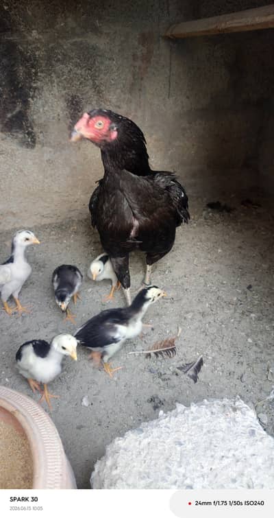 lasani female with chicks
