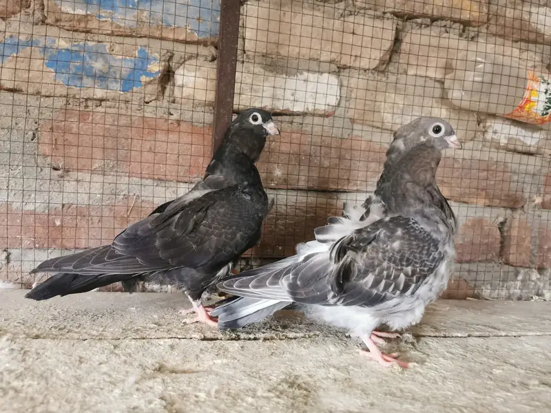 Chinese owl imported bloodline pairs — photo 3