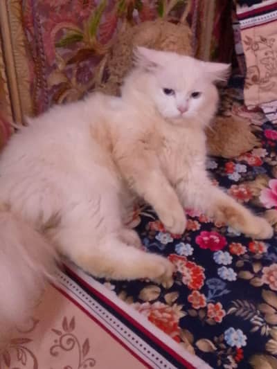 cat for sale Persian
