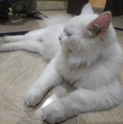 Male cat available for sale