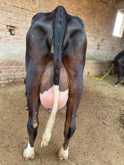 American fresan cross cow