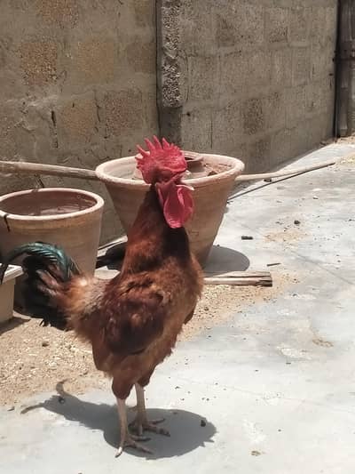 murga for sale