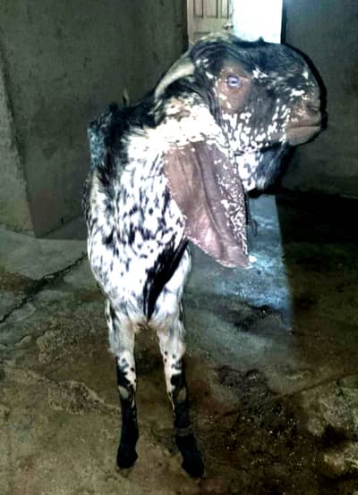 BREEDER  GOAT FOR SALE
