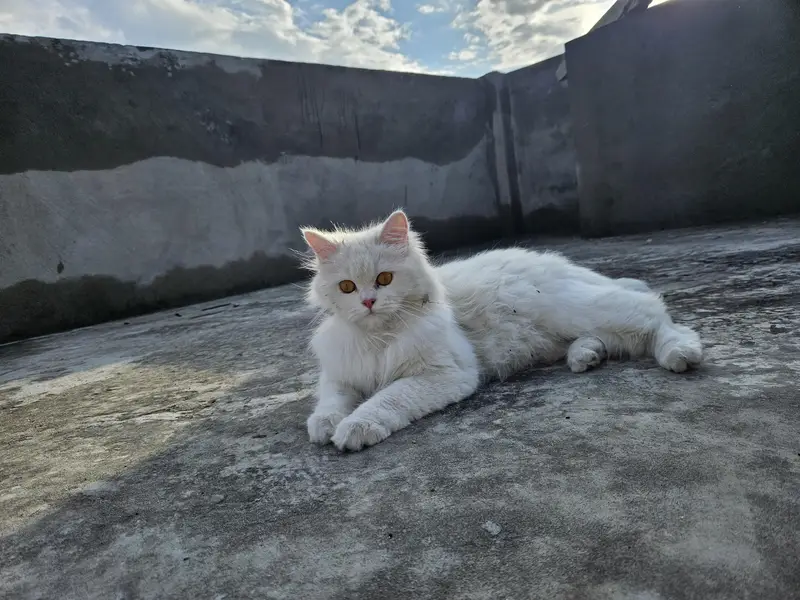 Urgent Sale: Extreme Triple Coat Persian Female | Healthy & Active — photo 2