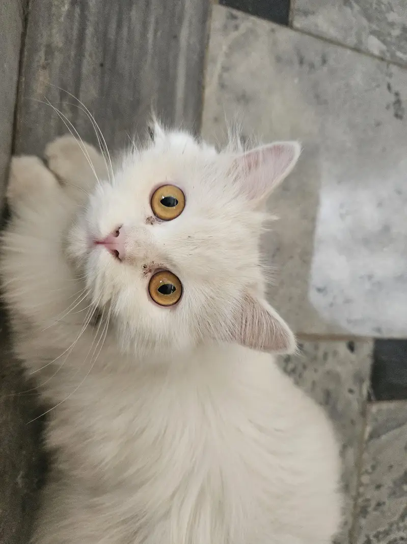 Urgent Sale: Extreme Triple Coat Persian Female | Healthy & Active — photo 3