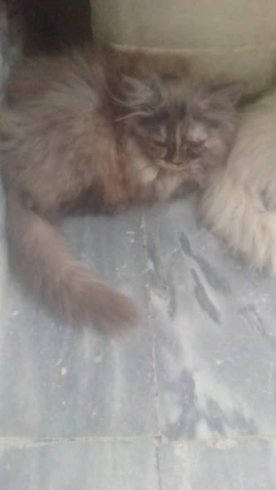 Persian kitten pair