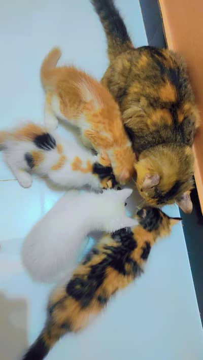Cat - Persian - Mixed - Double Coated Babies