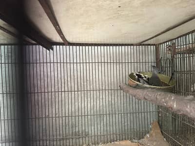 crested dove pair for sale