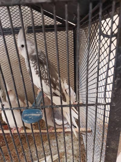 Cockatiel Healthy Pairs Available for Sale