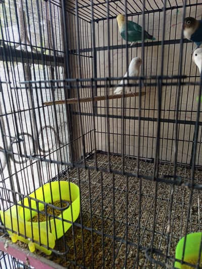 Albino red eyes opline pale fellow breeder pair love birds