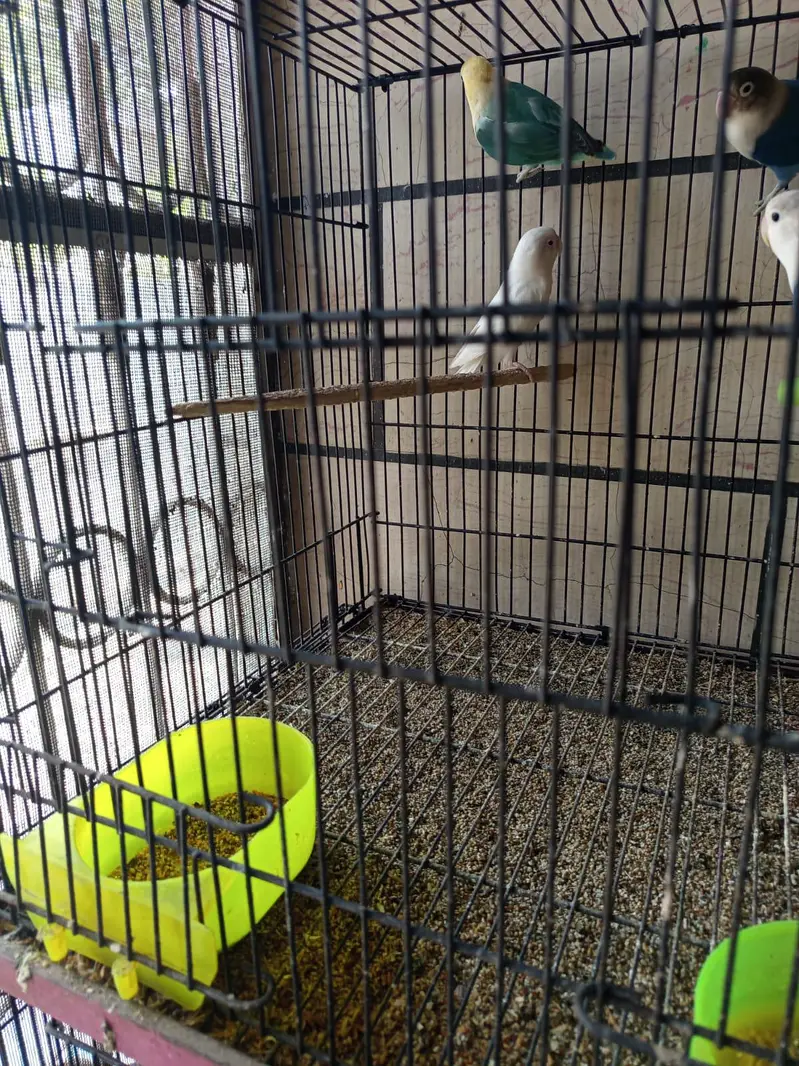 Albino red eyes opline pale fellow breeder pair love birds
