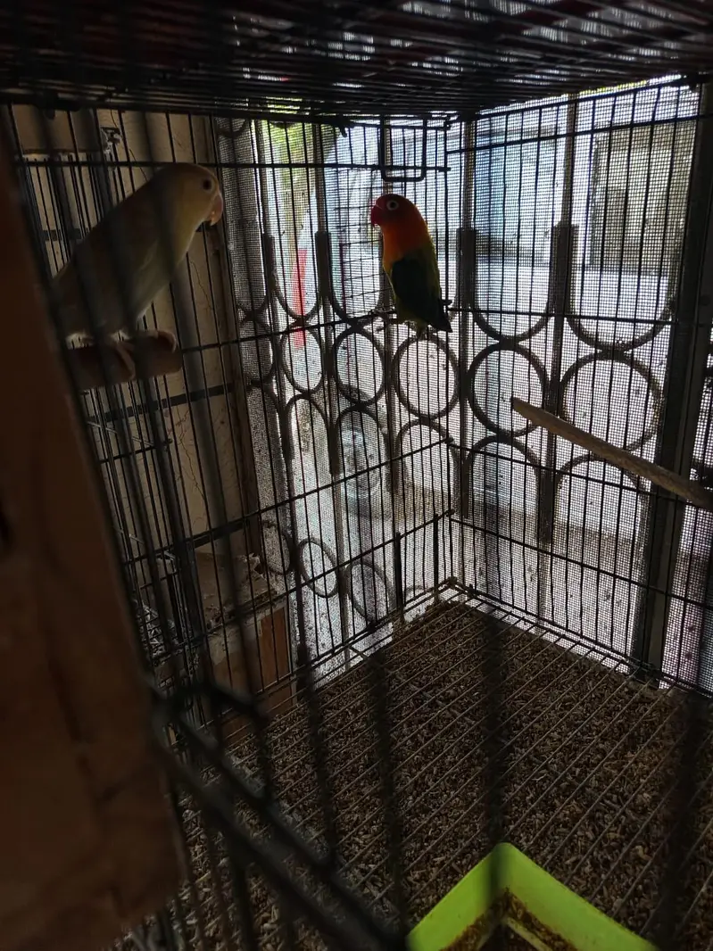 Albino red eyes opline pale fellow breeder pair love birds — photo 2