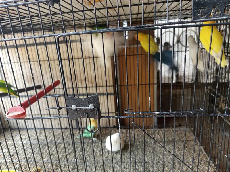 Albino red eyes opline pale fellow breeder pair love birds — photo 3