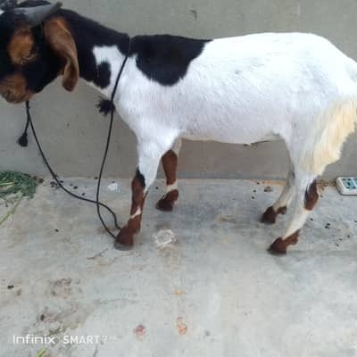 pair of male goat only 31 k