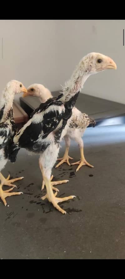 shamo chicks
