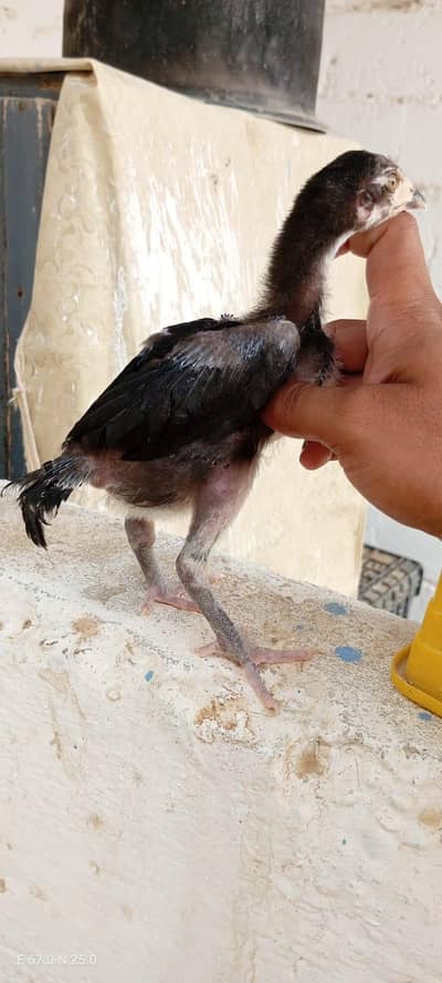 Aseel Chicks Available