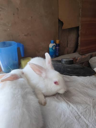 Red Eye Females For urgent sale - Home Bread