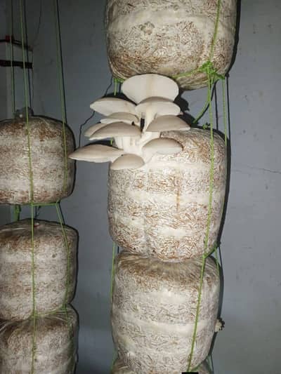 while oyster mushrooms  growing bag