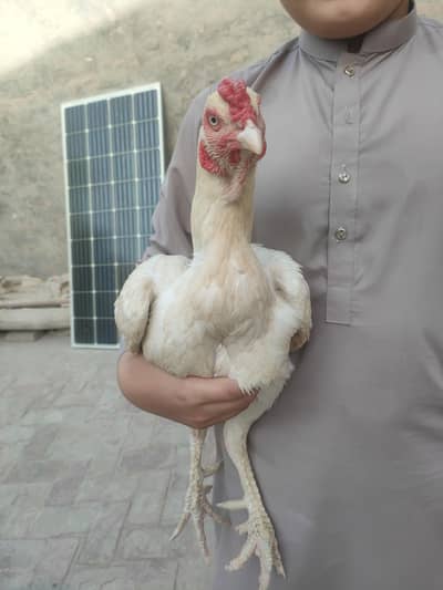 Aseel Heera Male For Sale