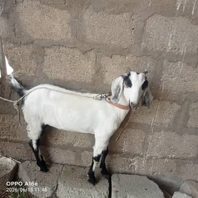 goat and kid for sale