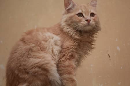 Kitten 8 months