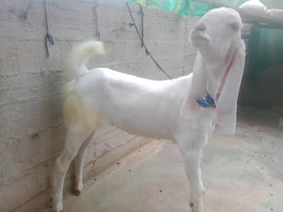 rajanpori nasal ki Bakri or kamori nasal ka Bakra