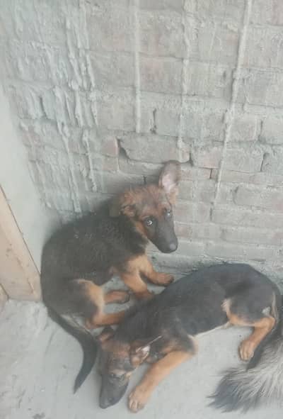 Garman shephers male & female puppy available