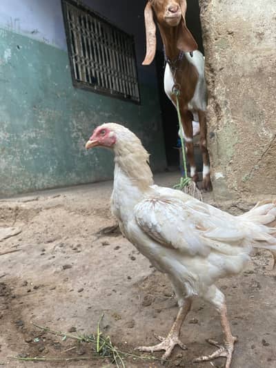 aseel heera for sale