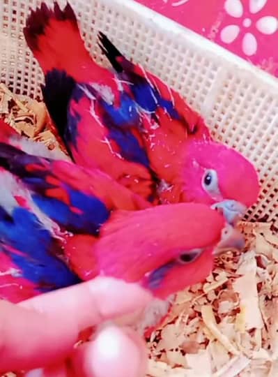 Red Moluccan Lorikeet/ 03156376925