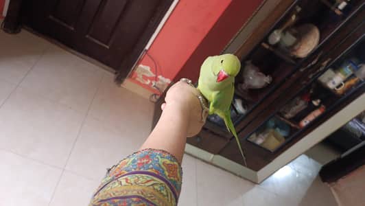 male parrot
