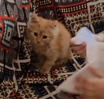 Persian cat triple coated kitten