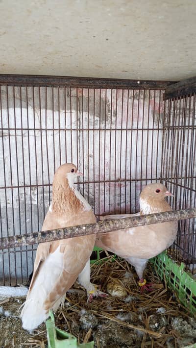 beautiful pigeon urgent for sale #+923024819589