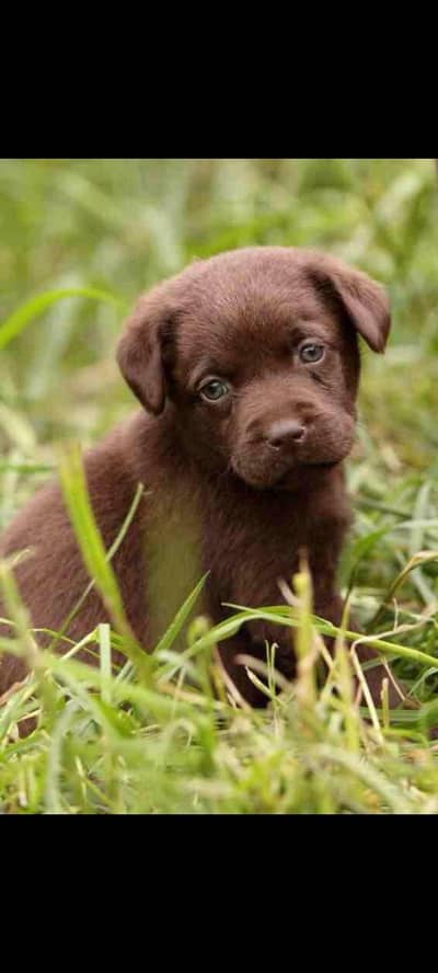 chocolate Labrador male puppy for sale